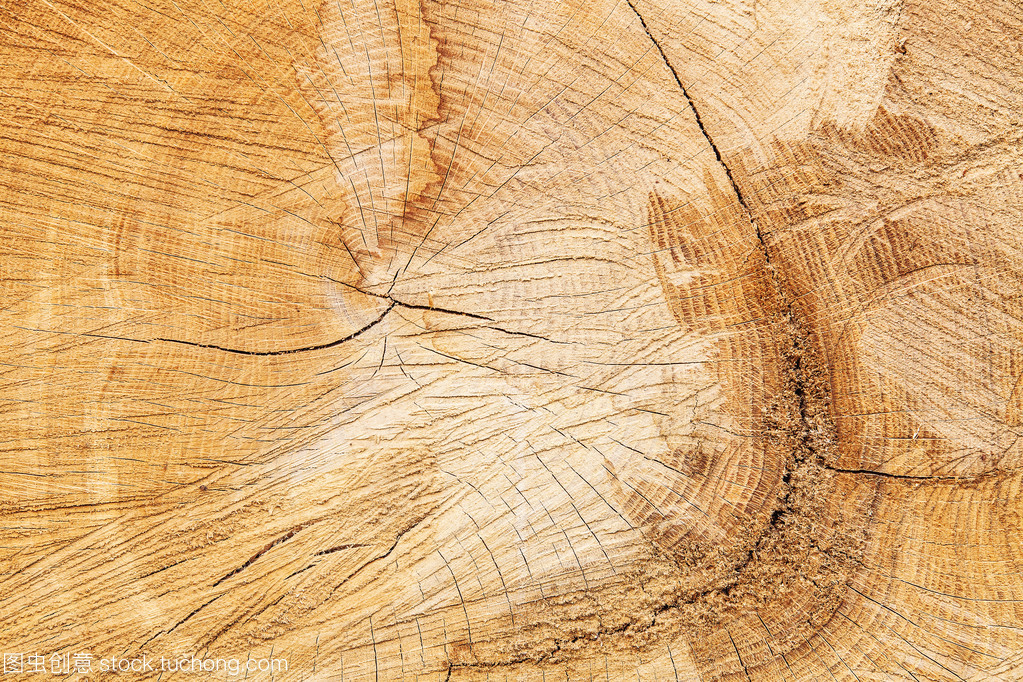 年轮的印记 树桩纹理中的自然史诗